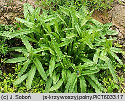 Anchusa arvensis