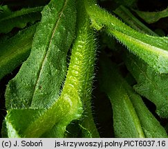 Anchusa arvensis