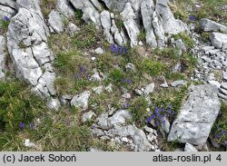 Polygala amara ssp. brachyptera (krzyżownica gorzka górska)