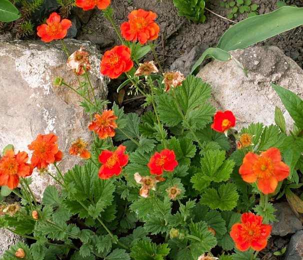 Geum coccineum