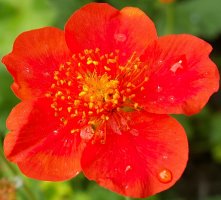 Geum coccineum