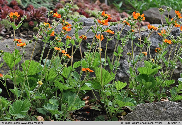 Geum ×heldreichii (kuklik Heldreicha)