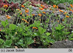 Geum ×heldreichii (kuklik Heldreicha)