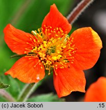 Geum ×heldreichii (kuklik Heldreicha)