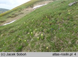 Dactylorhiza sambucina (kukułka bzowa)