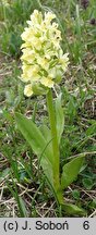 Dactylorhiza sambucina (kukułka bzowa)