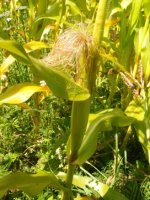 Zea mays (kukurydza zwyczajna)