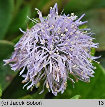 Globularia nudicaulis (kulnik nagołodygowy)