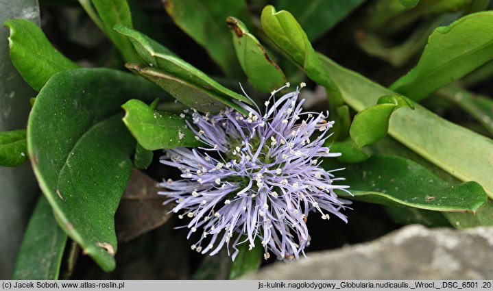 Globularia nudicaulis (kulnik nagołodygowy)