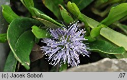 Globularia nudicaulis (kulnik nagołodygowy)