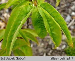 Oxydendrum arboreum (kwaśnodrzew konwaliowy)