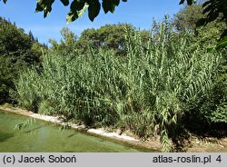 Arundo donax (lasecznica trzcinowata)