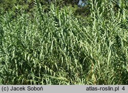 Arundo donax (lasecznica trzcinowata)