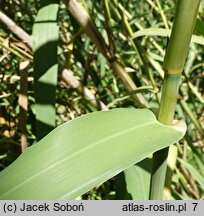 Arundo donax (lasecznica trzcinowata)