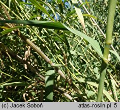 Arundo donax (lasecznica trzcinowata)