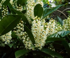 Laurocerasus officinalis