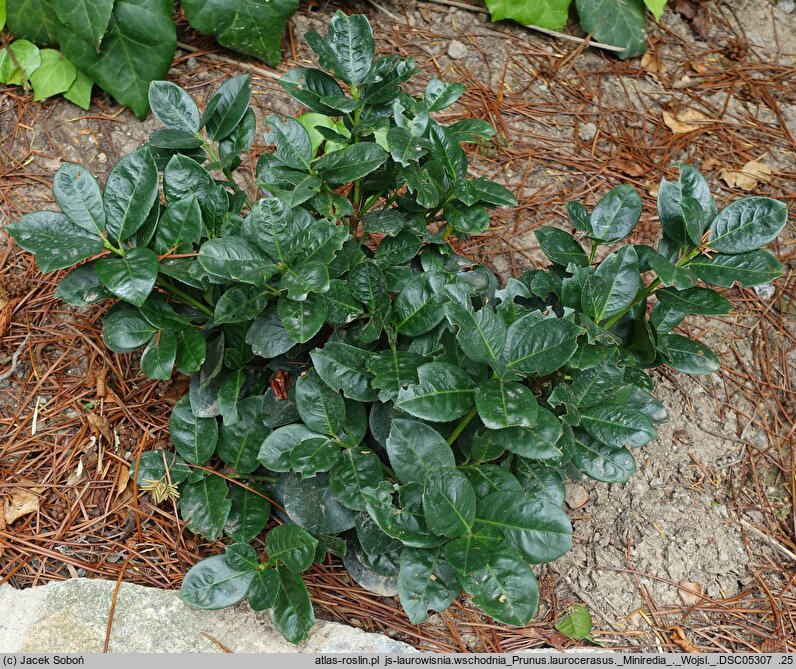 Prunus laurocerasus Miniredia