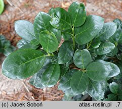 Prunus laurocerasus Miniredia