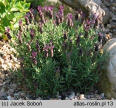 Lavandula stoechas (lawenda francuska)