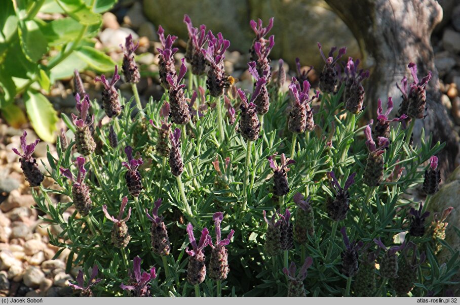 Lavandula stoechas (lawenda francuska)