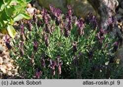 Lavandula stoechas (lawenda francuska)