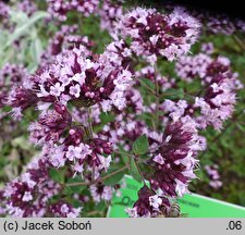 Origanum laevigatum Gentle Breeze