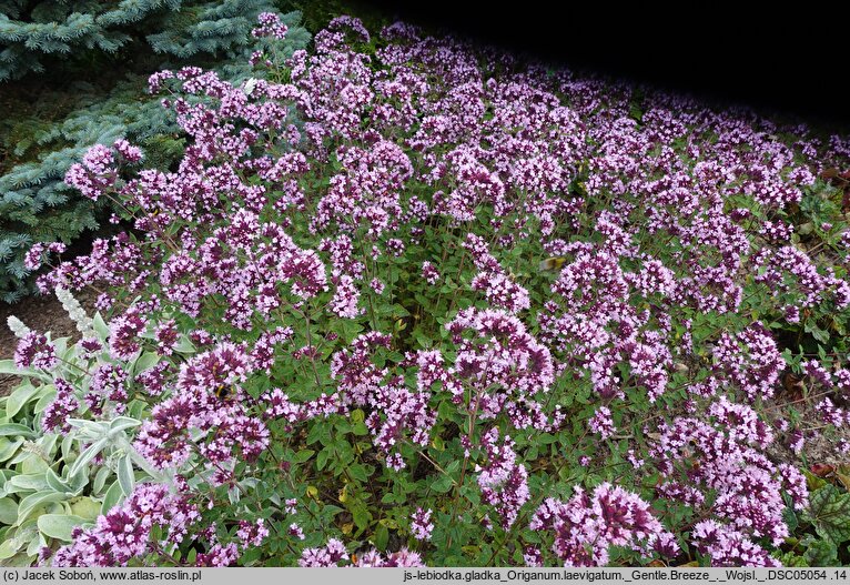 Origanum laevigatum Gentle Breeze