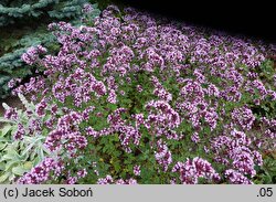 Origanum laevigatum Gentle Breeze