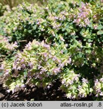 Origanum rotundifolium Dingle Fairy
