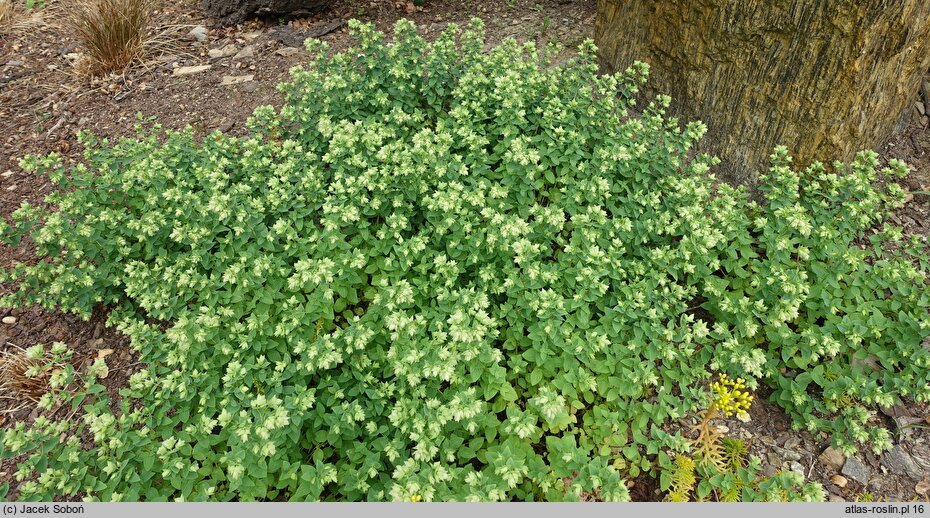Origanum rotundifolium Dingle Fairy