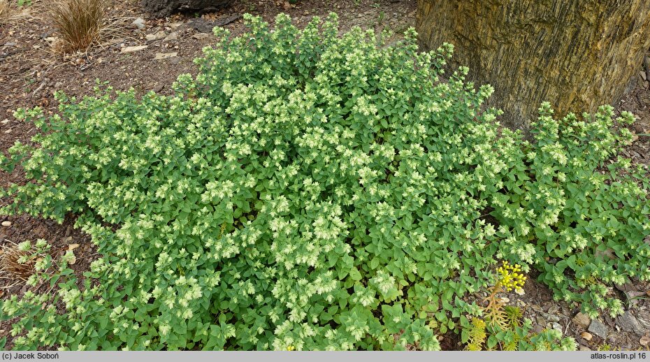 Origanum rotundifolium Dingle Fairy