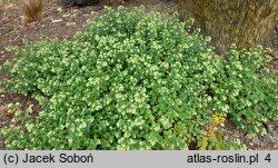 Origanum rotundifolium Dingle Fairy