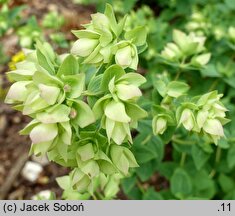 Origanum rotundifolium Dingle Fairy