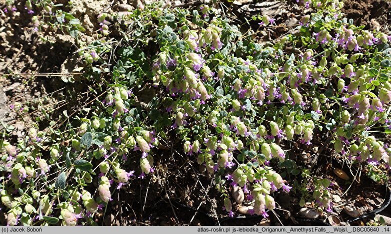 Origanum Amethyst Falls