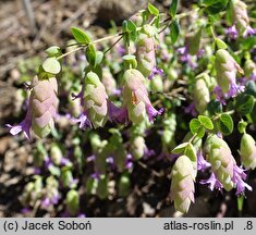 Origanum Amethyst Falls