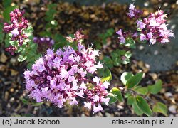 Origanum Rosenkuppel