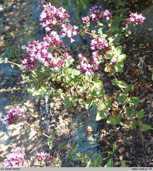 Origanum Rosenkuppel