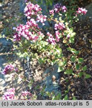 Origanum Rosenkuppel