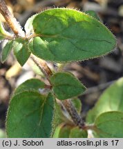 Origanum Rosenkuppel