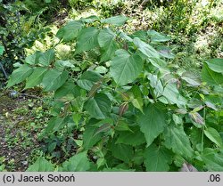 Leycesteria formosa (lejcesteria piękna)