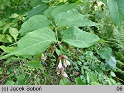 Leycesteria formosa (lejcesteria piękna)