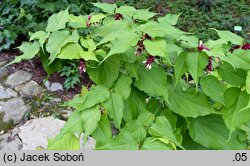 Leycesteria formosa Notbruce