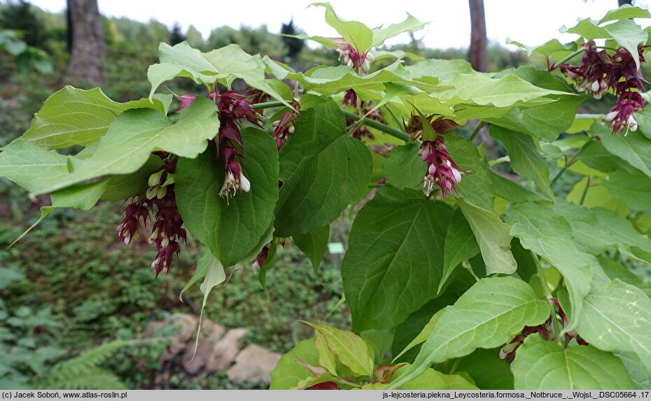 Leycesteria formosa Notbruce