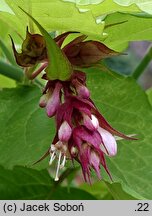 Leycesteria formosa Notbruce