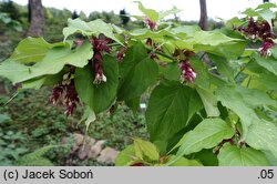 Leycesteria formosa Notbruce