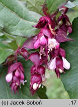 Leycesteria formosa Purple Rain