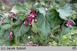 Leycesteria formosa Purple Rain