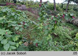 Leycesteria formosa Purple Rain