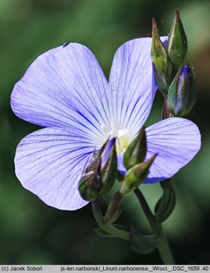 Linum narbonense (len narboński)