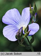 Linum narbonense (len narboński)